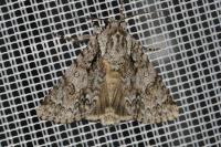 Acronicta auricoma