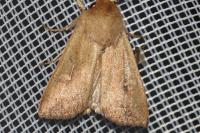 Mythimna ferrago
