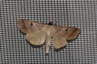 Lygephila pastinum