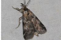 Hypochalcia bruandella
