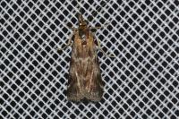 Hypochalcia bruandella