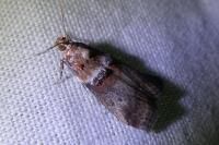Acrobasis tumidana