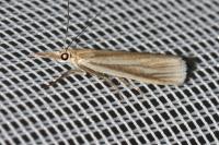 Crambus perlellus