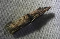 Nephopterix angustella