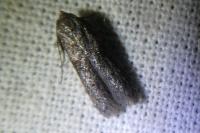 Phycita roborella