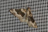 Epirrhoe galiata
