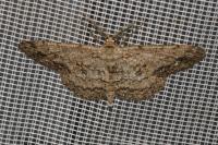 Hypomecis punctinalis