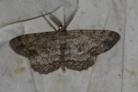 Hypomecis punctinalis