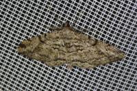 Peribatodes rhomboidaria rhomboidaria