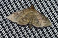 Anania stachydalis