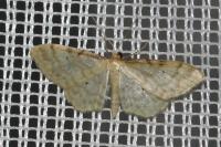 Idaea fuscovenosa