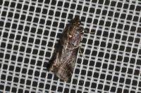 Acrobasis suavella