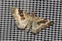 Epirrhoe alternata