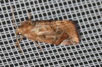 Cosmia pyralina
