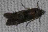 Phycita roborella