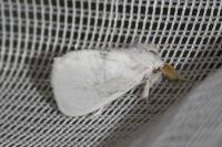 Sphrageidus similis