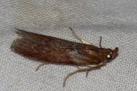 Selagia spadicella