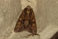 Apamea monoglypha monoglypha