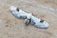 Eupithecia centaureata