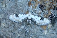Eupithecia centaureata