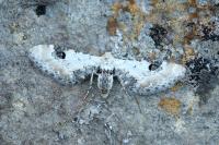 Eupithecia centaureata