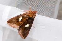 Autographa bractea