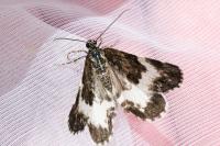 Spargania luctuata