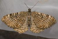 Rheumaptera undulata