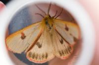 Diacrisia sannio