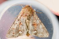 Ceramica pisi