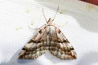 Aplocera praeformata