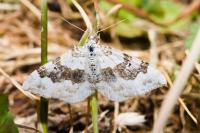 Xanthorhoe montanata