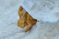 Selenia lunularia