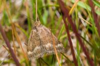 Pyrausta aerealis