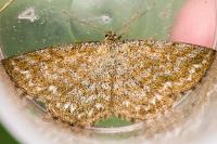 Scopula immorata