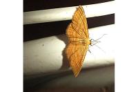Idaea ochrata