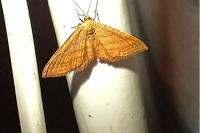 Idaea ochrata