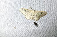 Idaea aversata