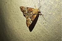 Mesoligia furuncula
