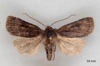Cerastis faceta