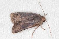 Cerastis faceta
