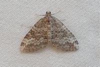 Perizoma hydrata