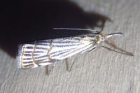 Chrysocramboides craterellus