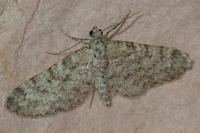 Eupithecia graphata