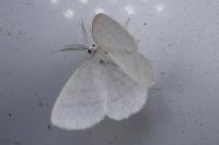 Cabera pusaria