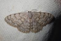 Scopula asellaria isabellaria