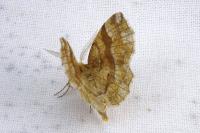 Cepphis advenaria
