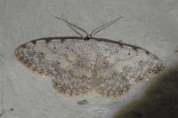 Scopula submutata roseonitens