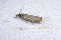 Crambus pascuella