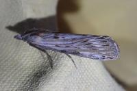 Megasis rippertella